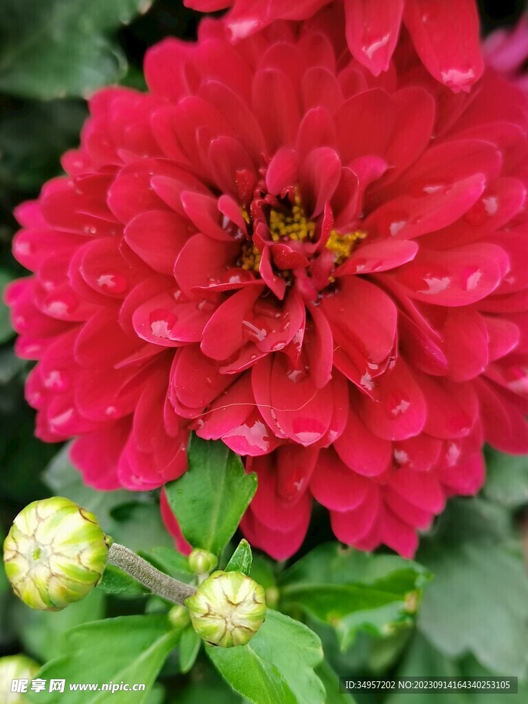 特色菊花
