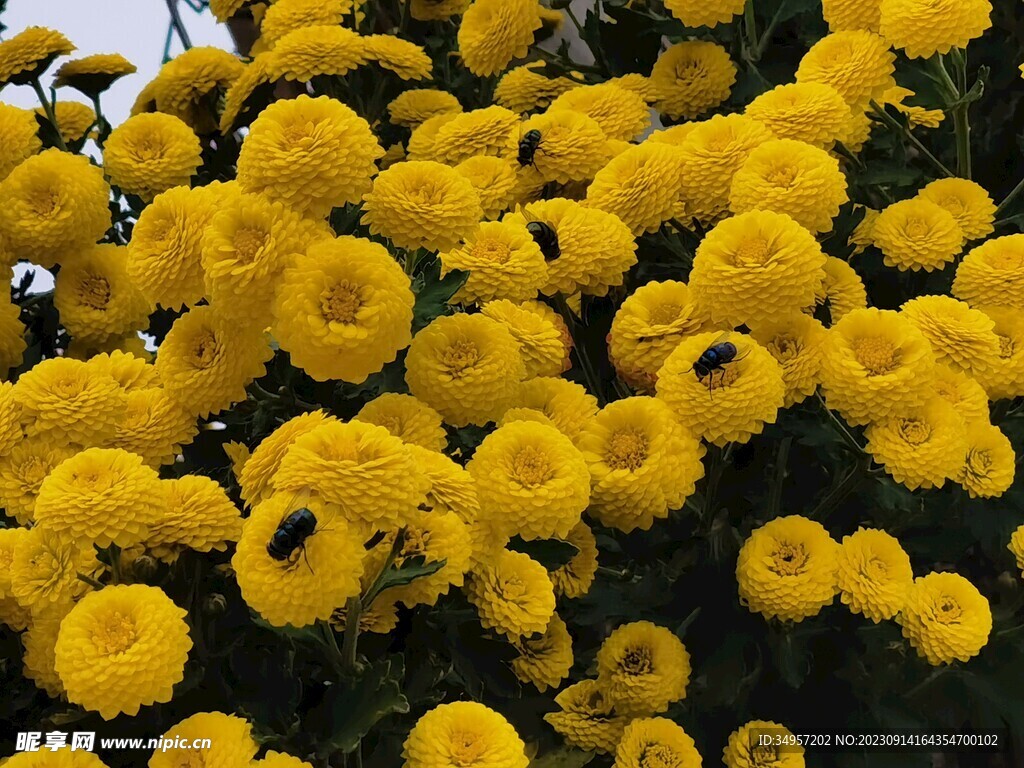 菊花