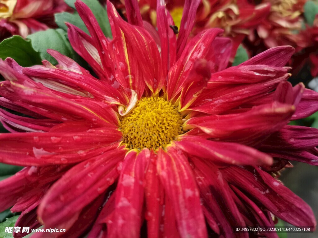菊花