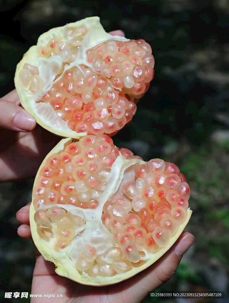 石榴