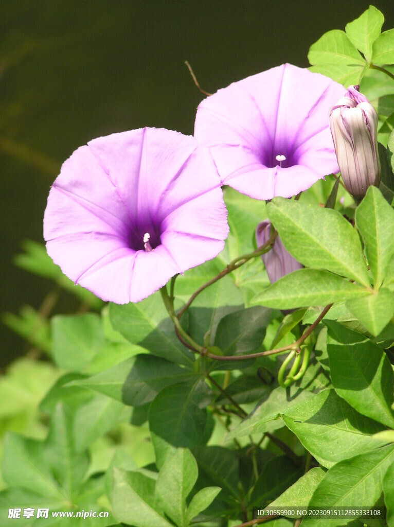 紫色牵牛花