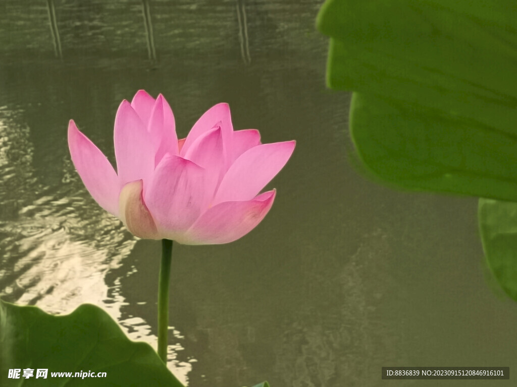莲花