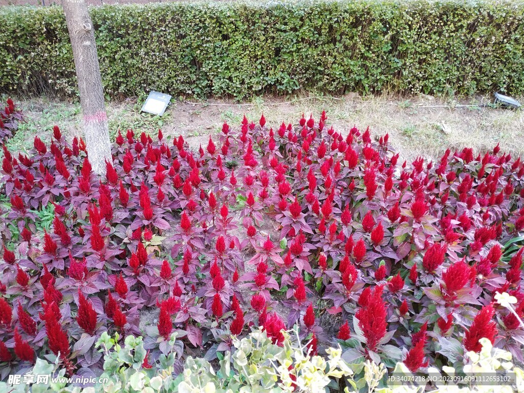 花坛