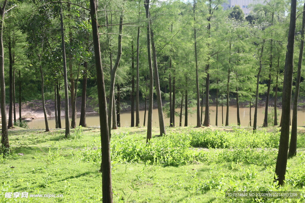 坪山湿地公园