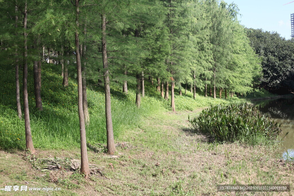 坪山湿地公园