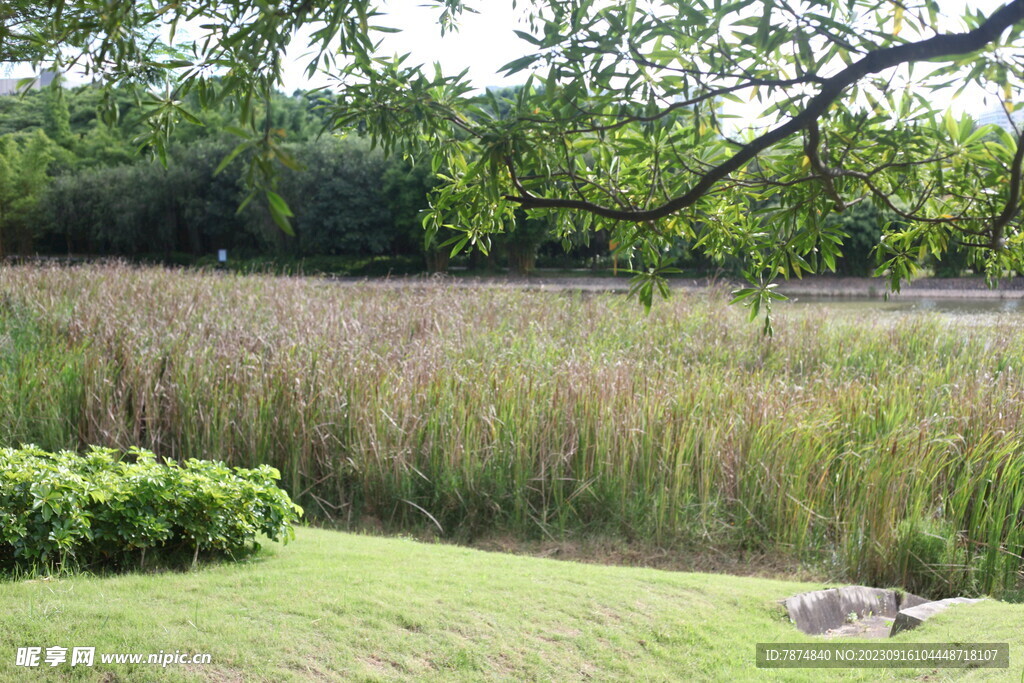 坪山湿地公园