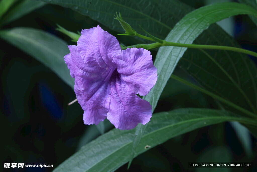 蓝花草