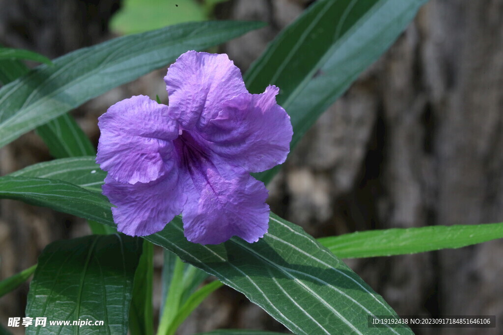 蓝花草 