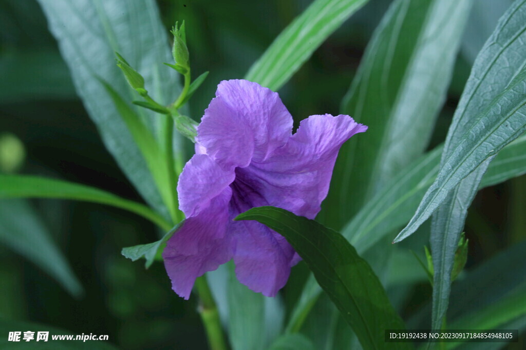 蓝花草 