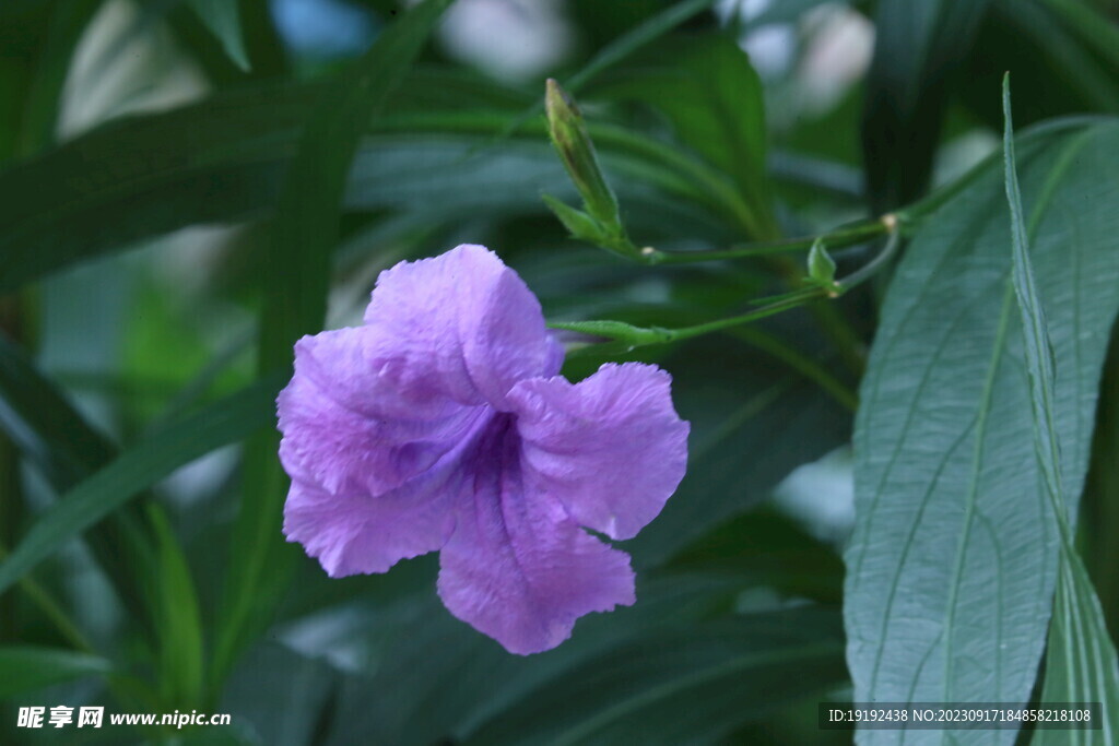 蓝花草 