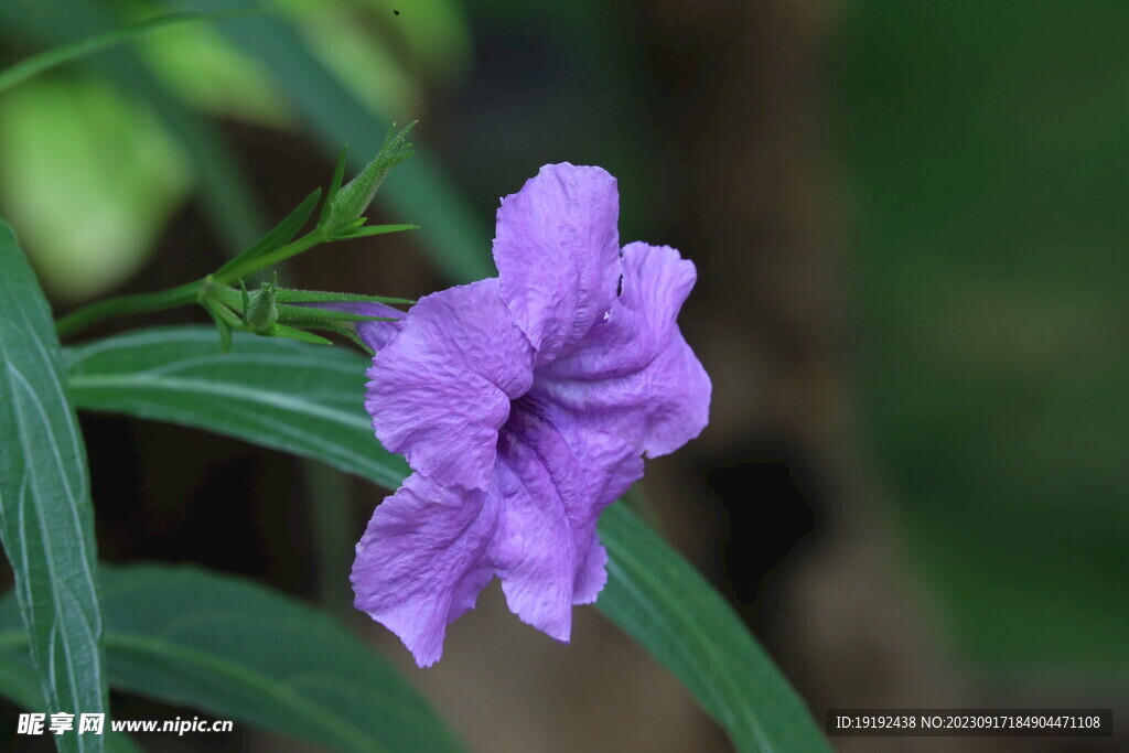 蓝花草 