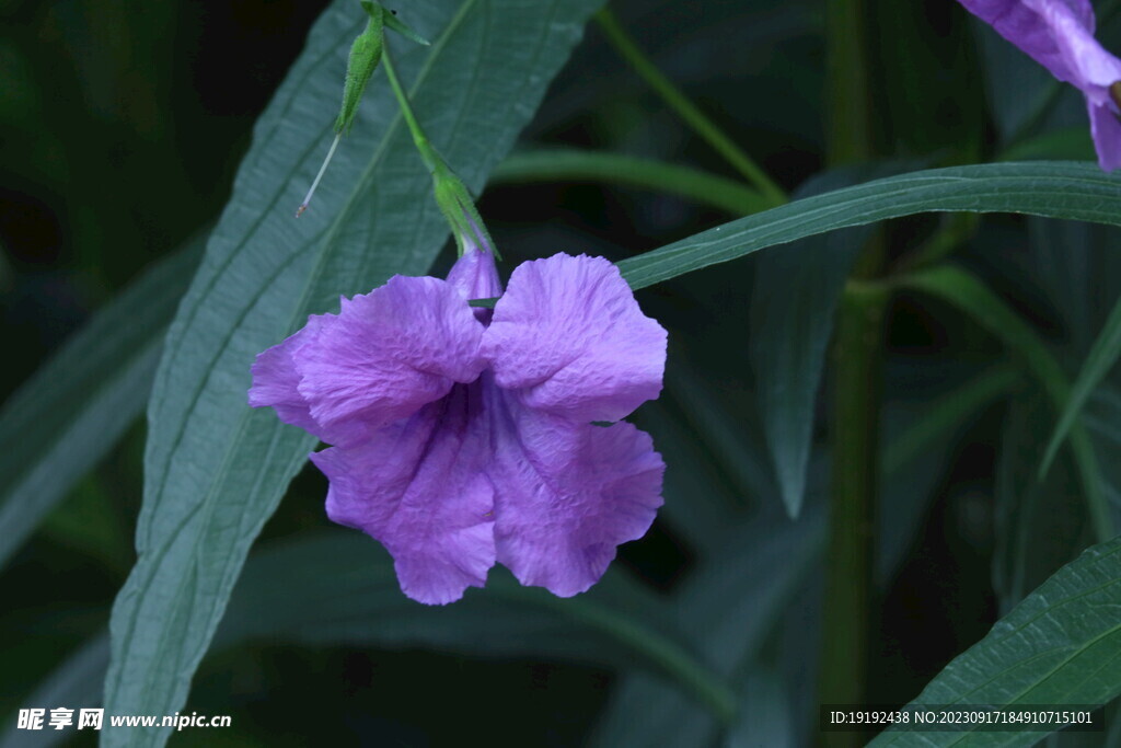 蓝花草 