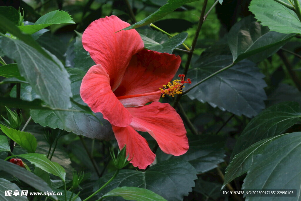 朱槿花 