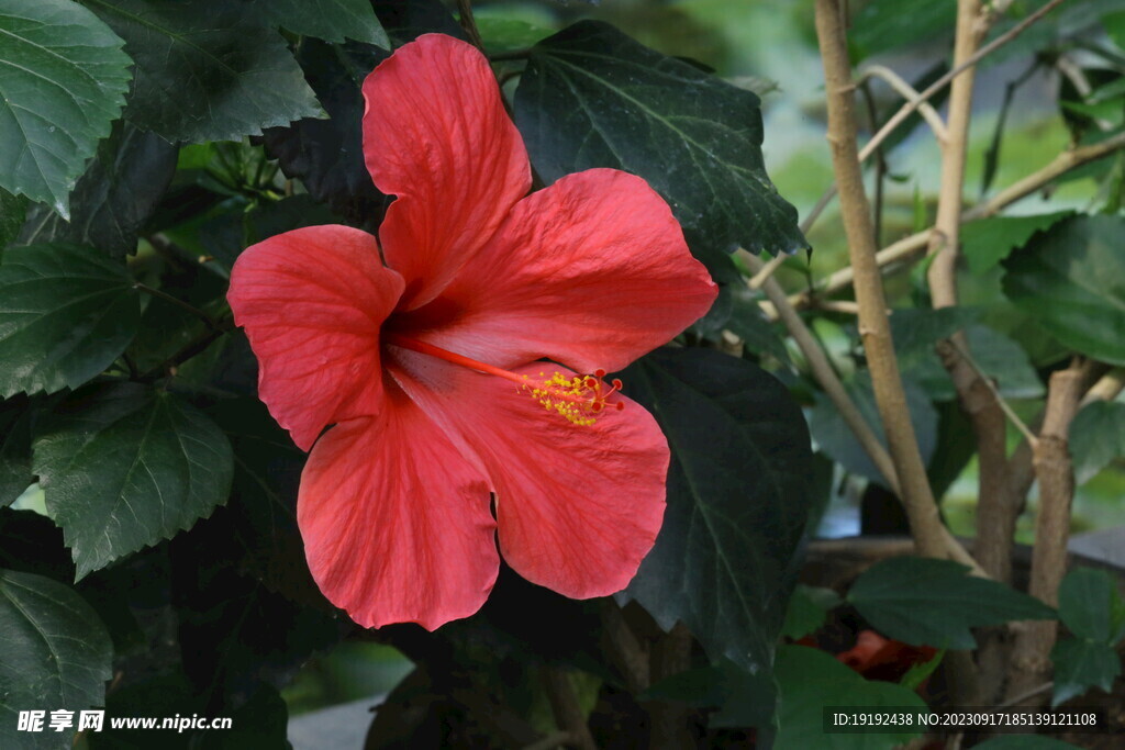 朱槿花
