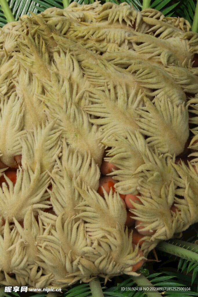 铁树花 