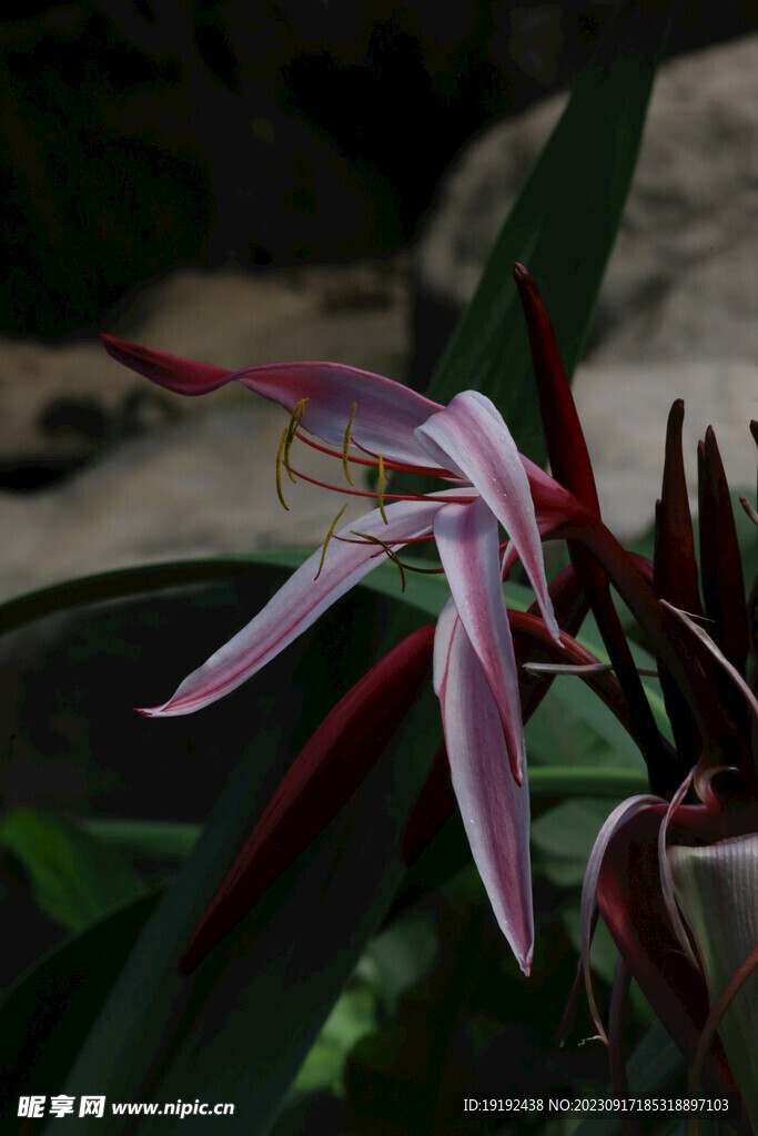 红花文殊兰