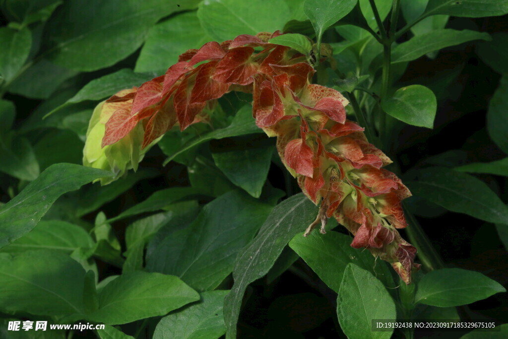 虾衣花 