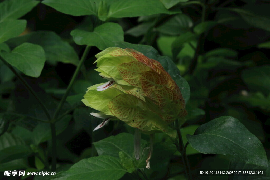 虾衣花 