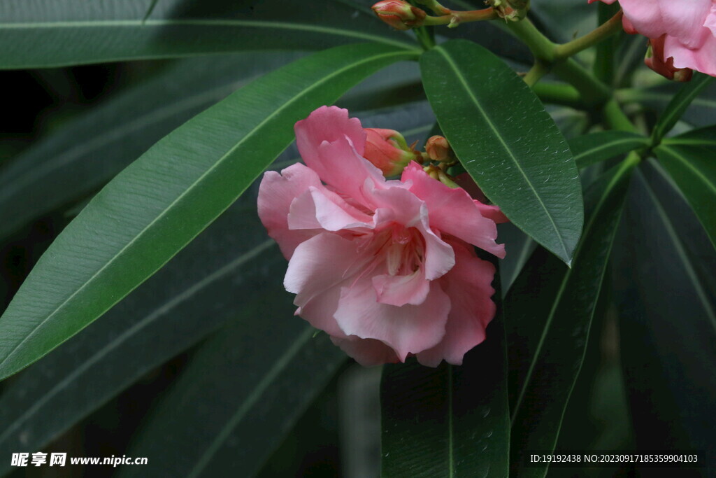 夹竹桃花 