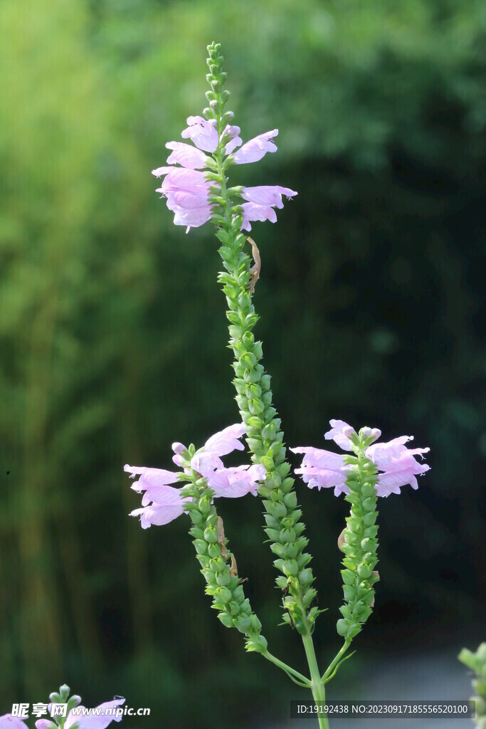 假龙头花 