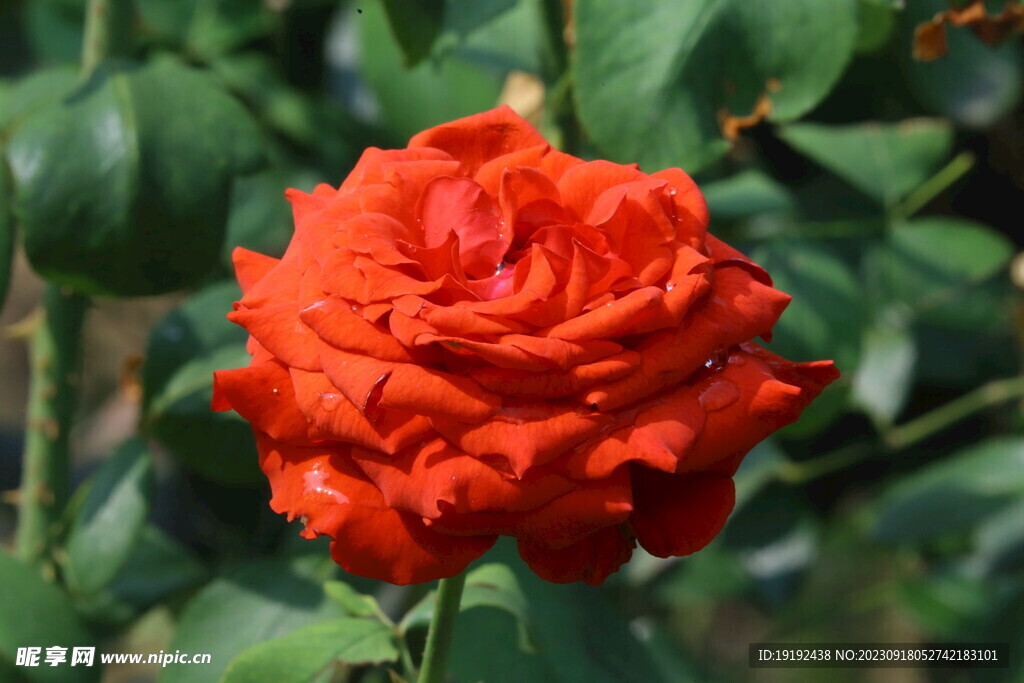 月季花 