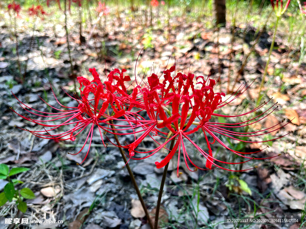 彼岸花