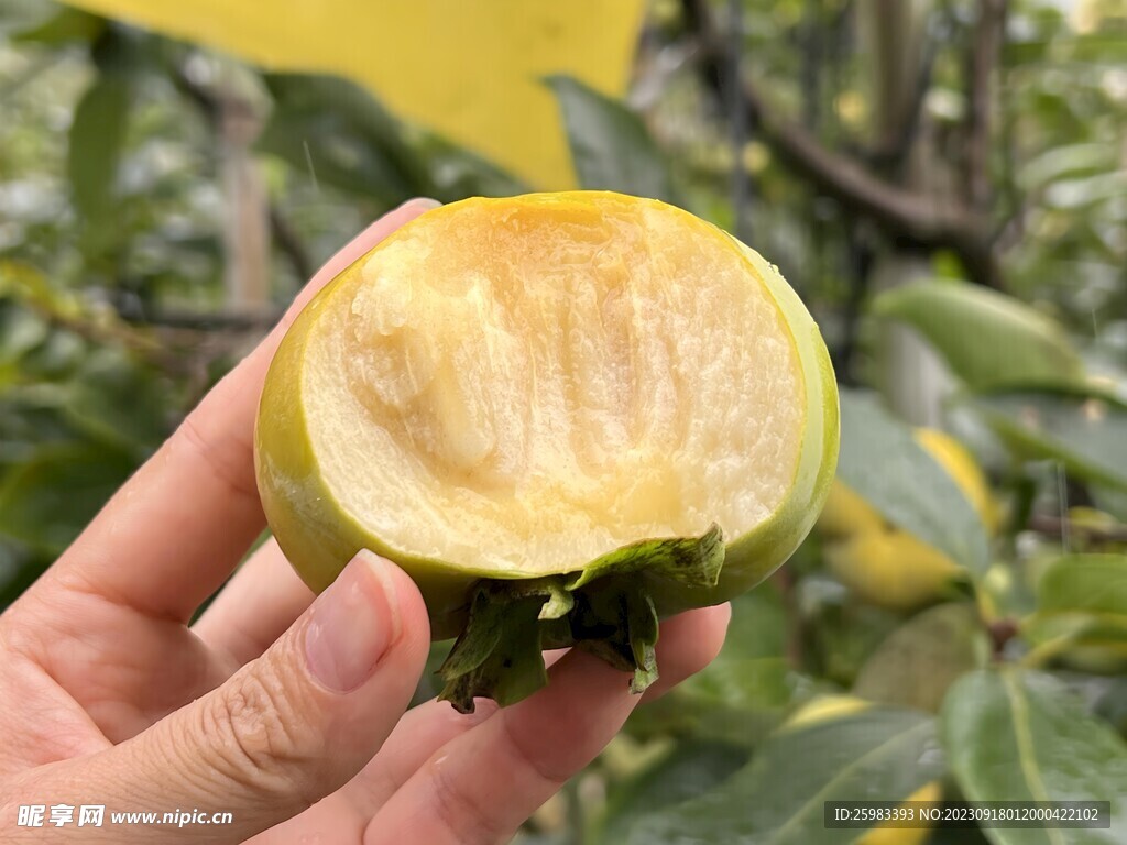 大秋甜柿