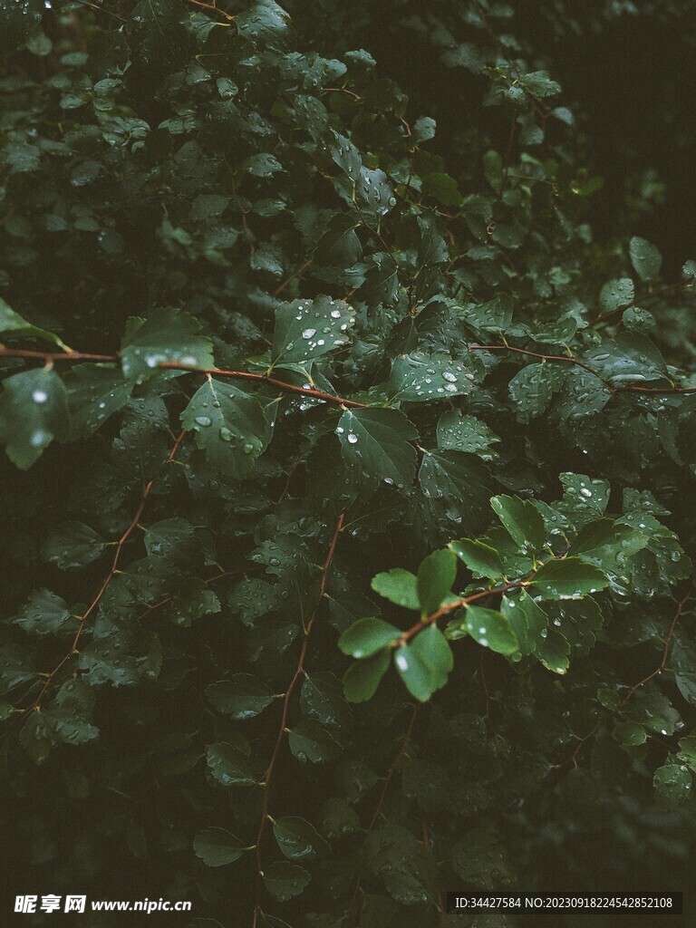 树叶素材