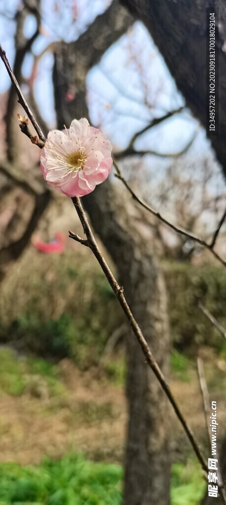 梅花 