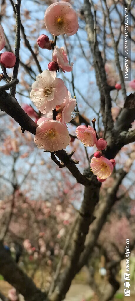 春梅