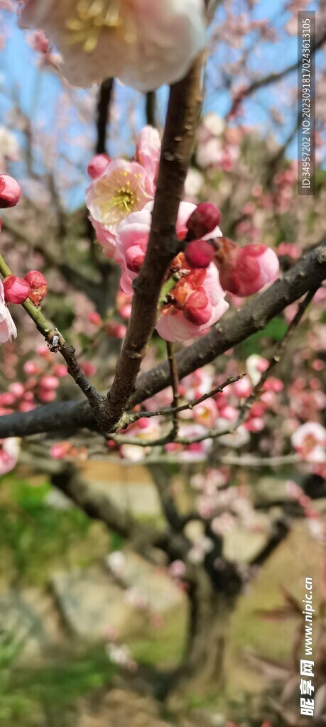 春梅 