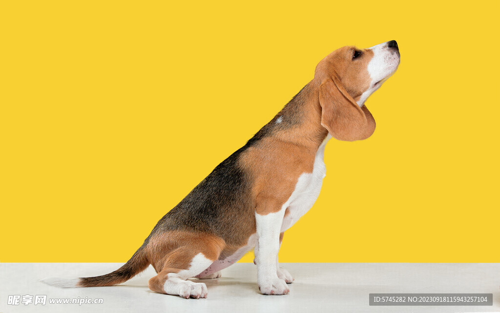 纯种犬 比格犬犬科 小狗