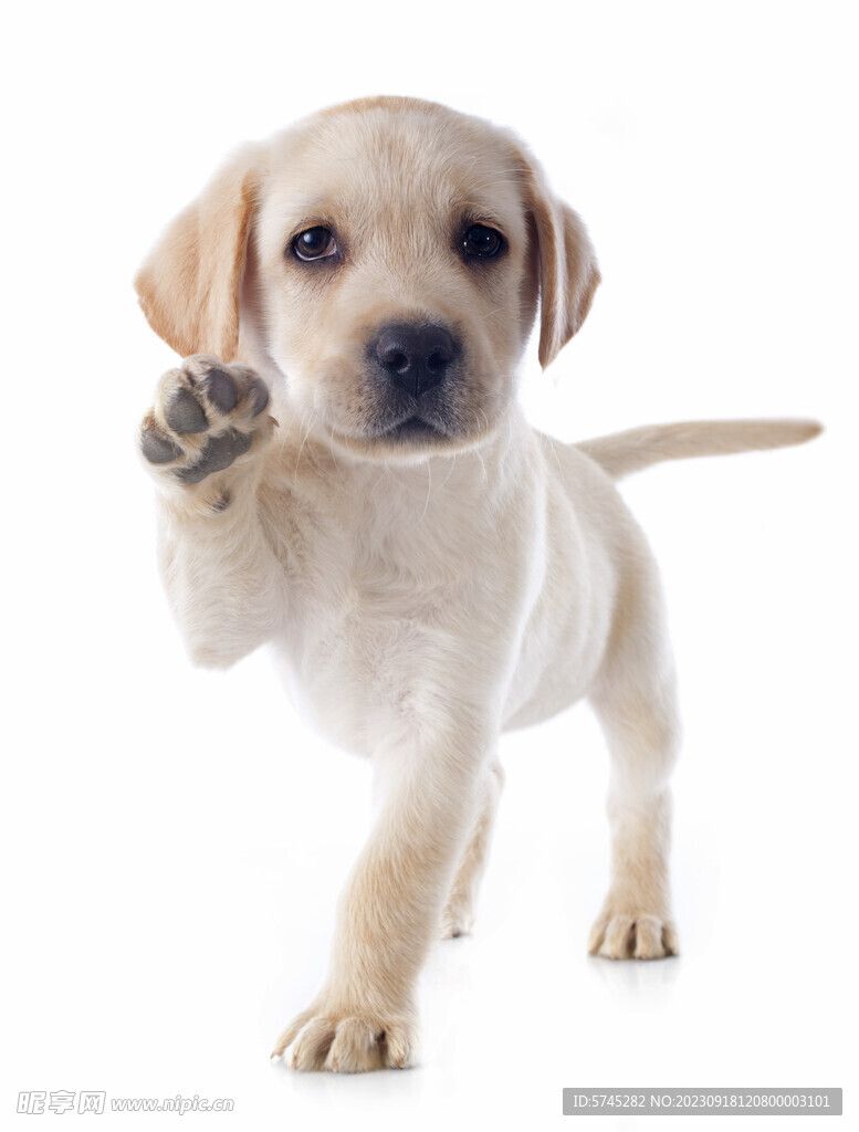 拉布拉多犬