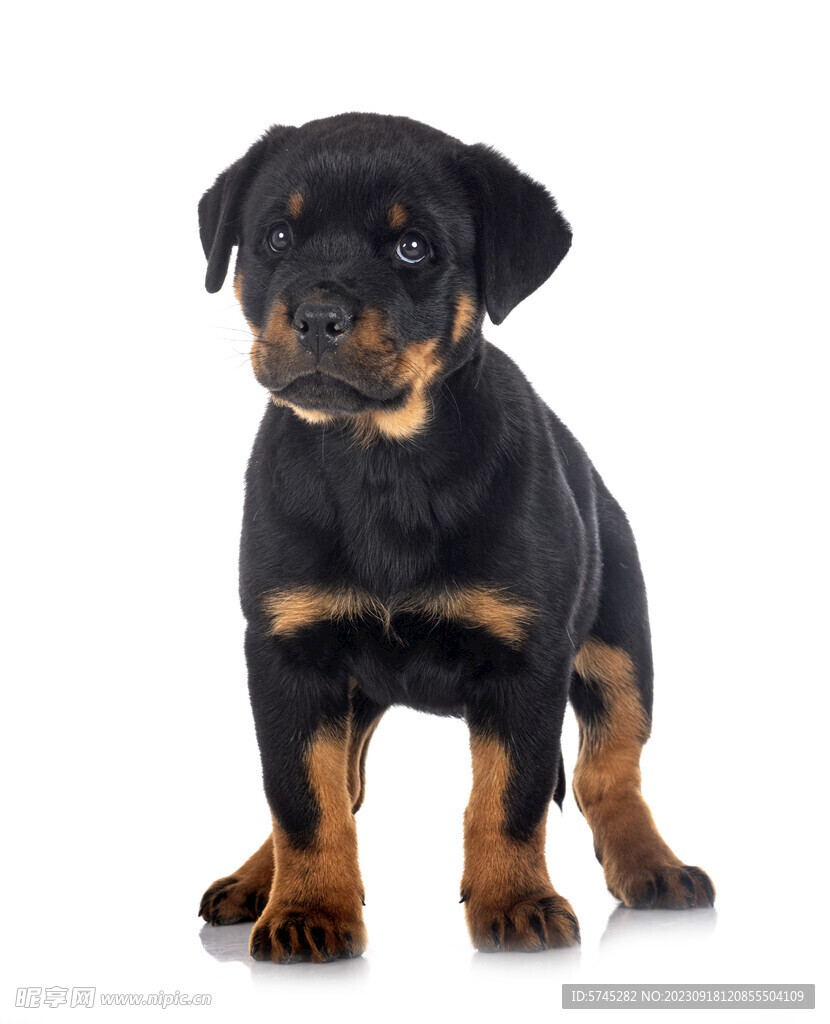 罗威纳犬 小狗
