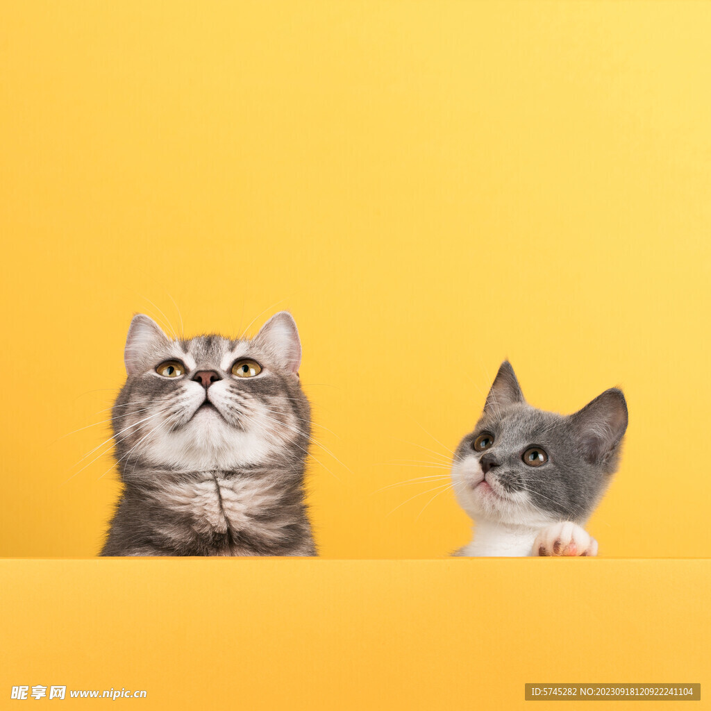 猫  喵星人 