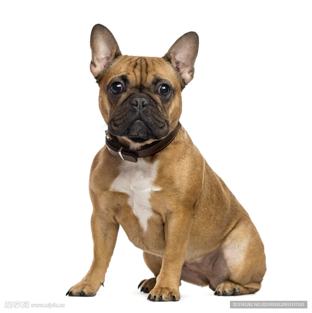英国斗牛犬 