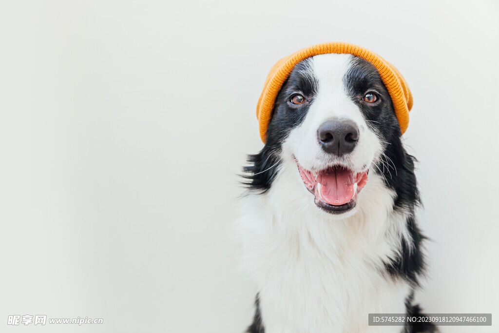 边境牧羊犬