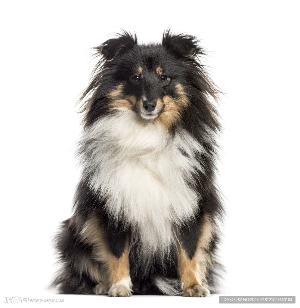 喜乐蒂 牧羊犬 高清 宠物