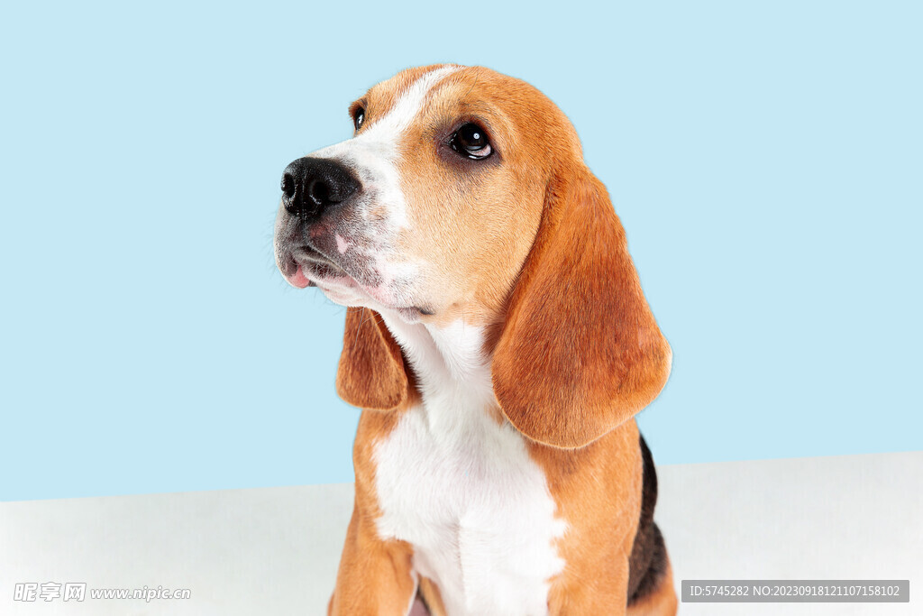 巴吉度犬
