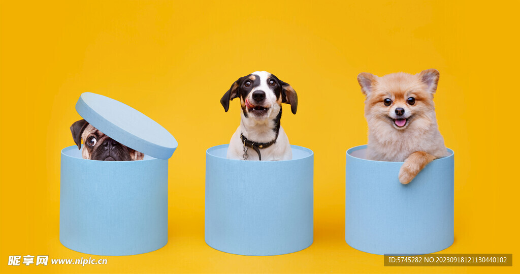 杰克罗素犬 狗 宠物