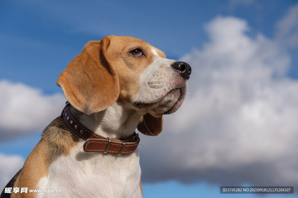 宠物狗 小狗 比格猎犬