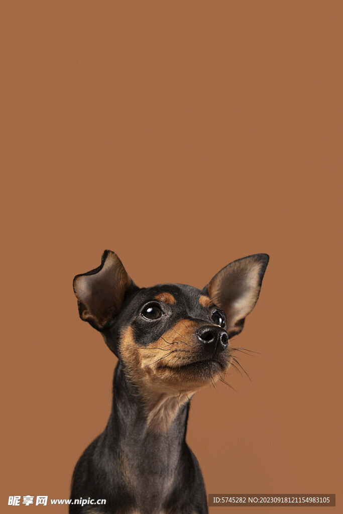 杜宾犬 宠物