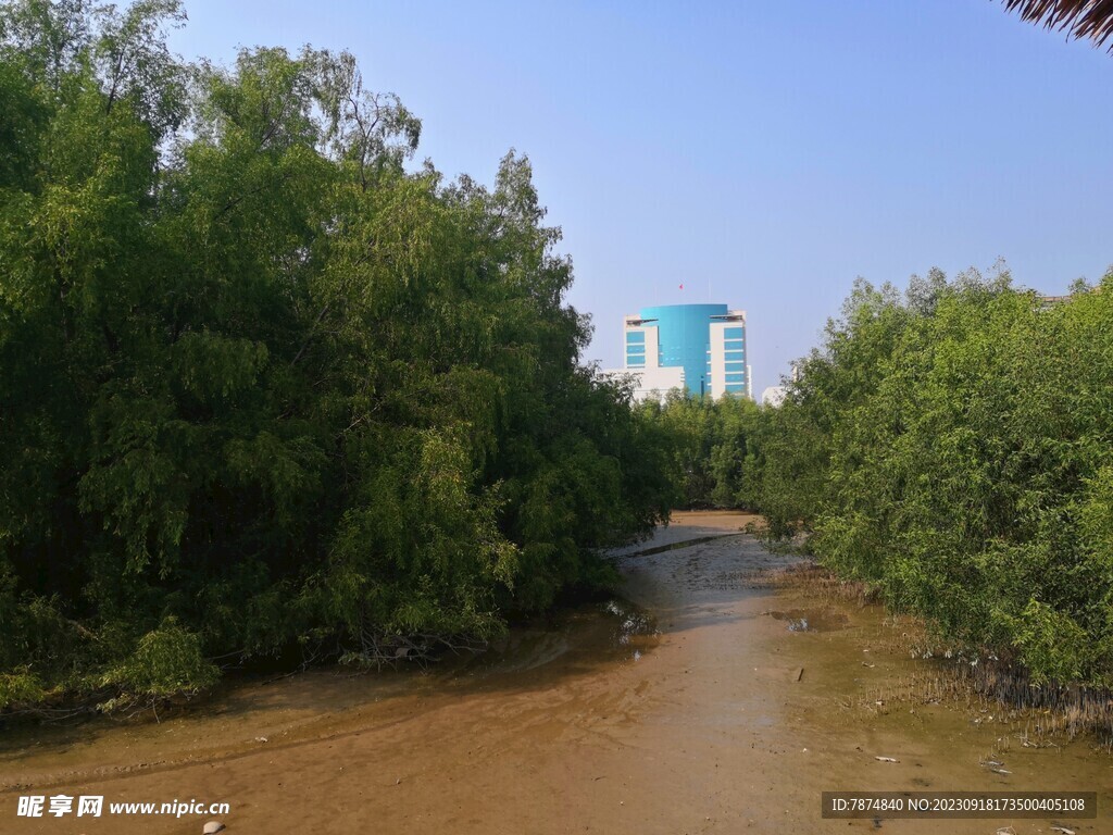 大亚湾红树林