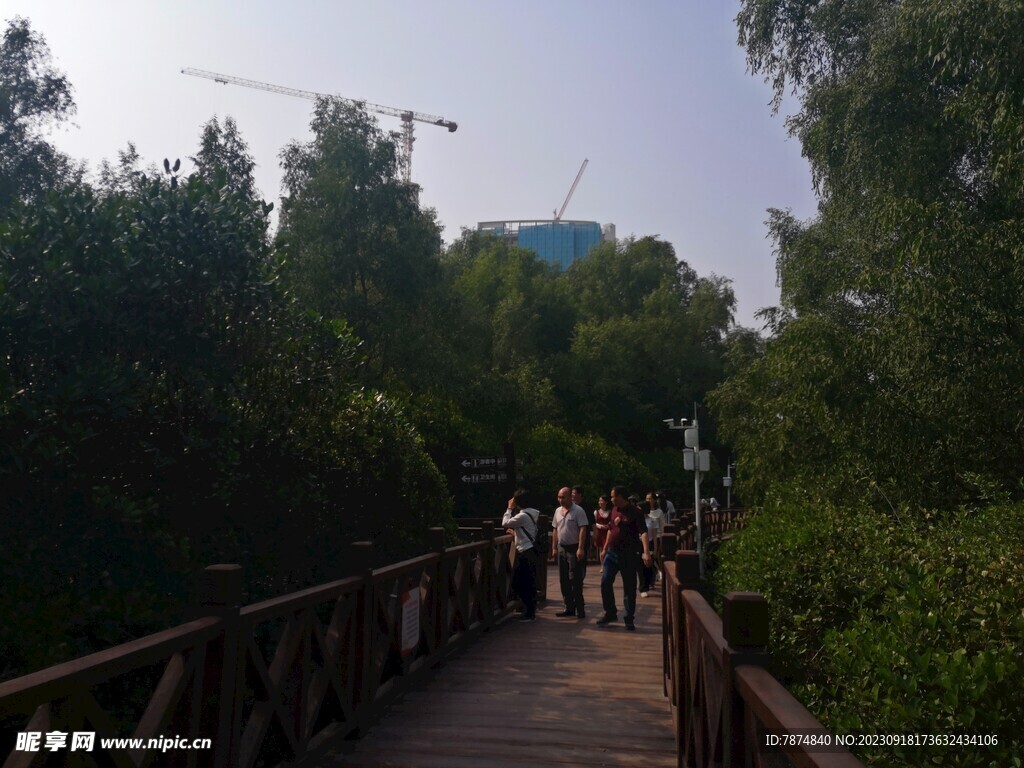 大亚湾红树林