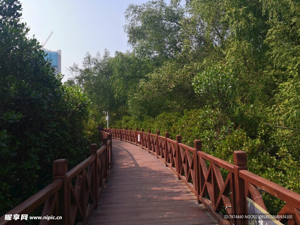 大亚湾红树林