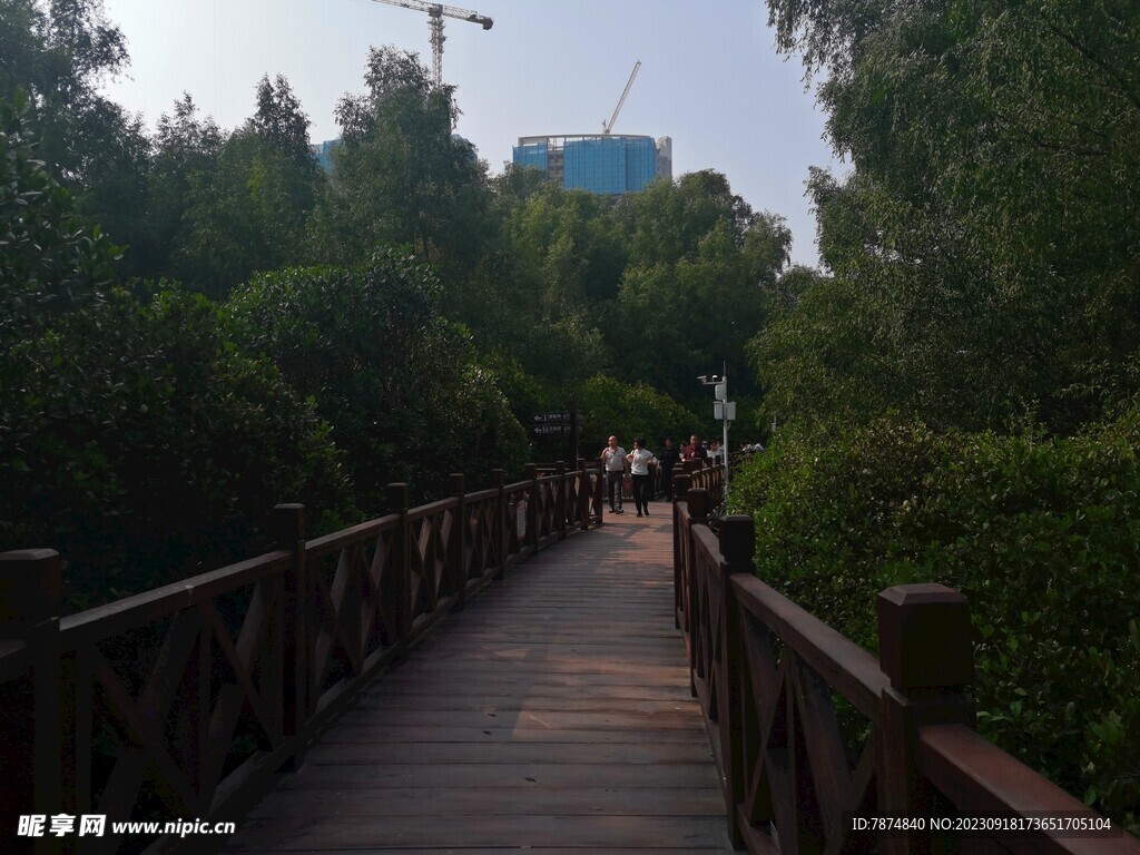 大亚湾红树林