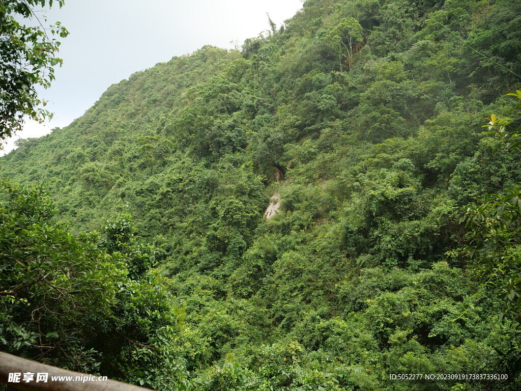茂密山林