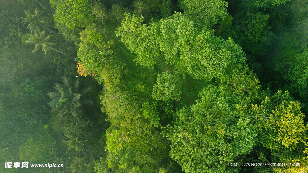 树木自然风景
