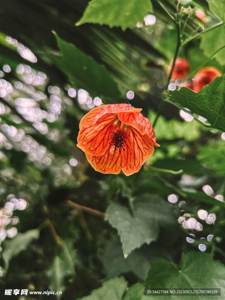 虞美人花