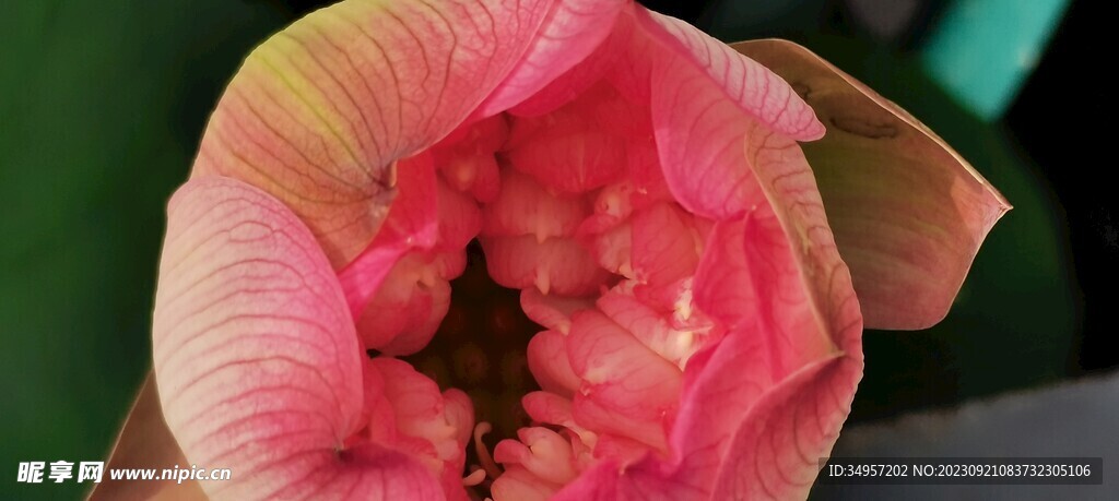 粉荷
